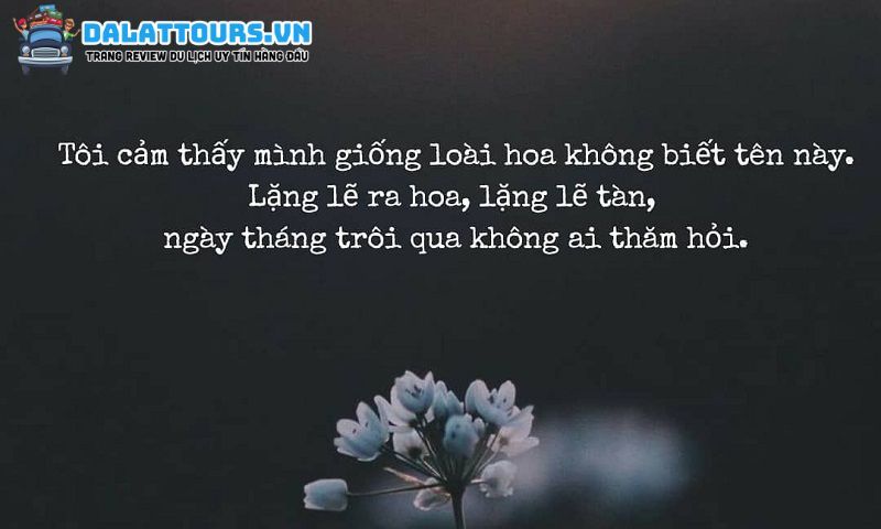 STT cô đơn buồn