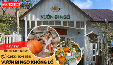 Vườn bí ngô khổng lồ