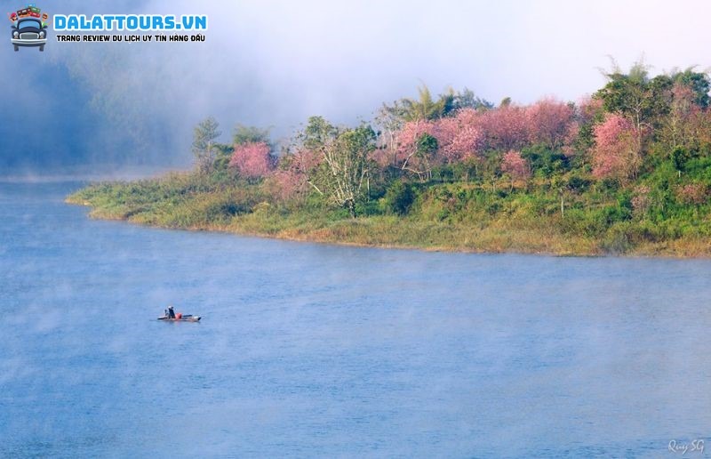 Cảnh sắc rừng hoa mai anh đào Hồ Tuyền Lâm