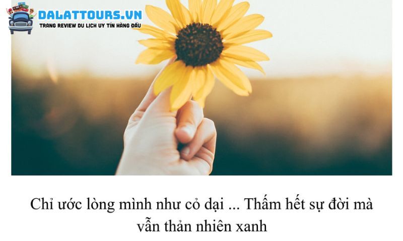 Câu STT dễ thương