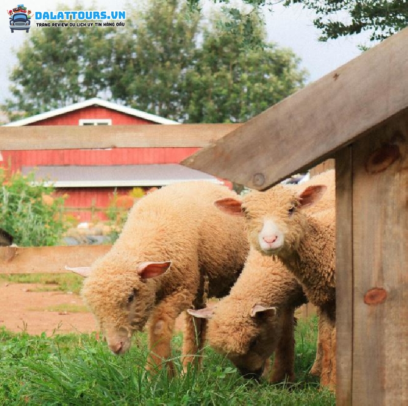 Những chú bé cừu năng động tại Chika Farm