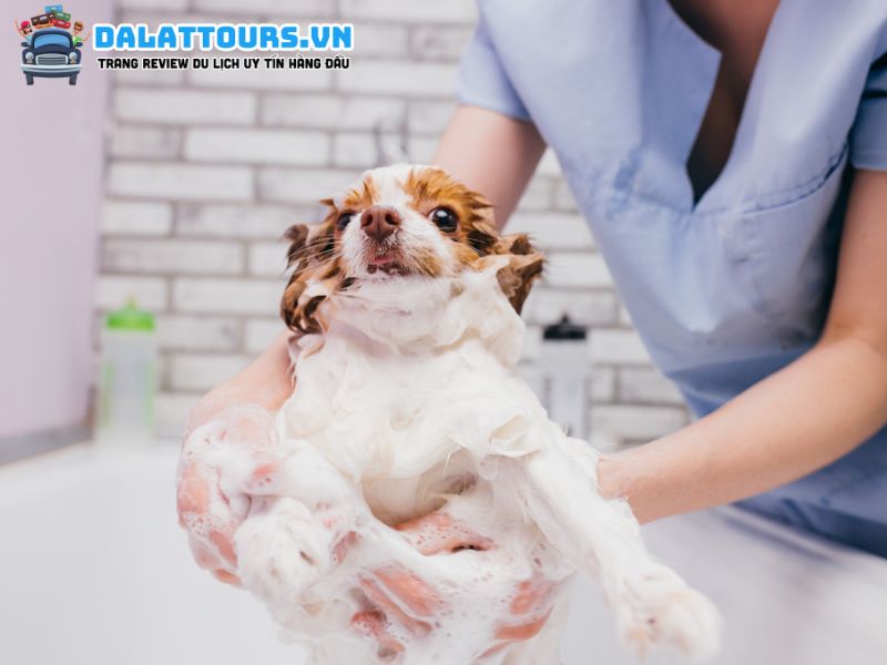 Spa Inu Pets Đà Lạt