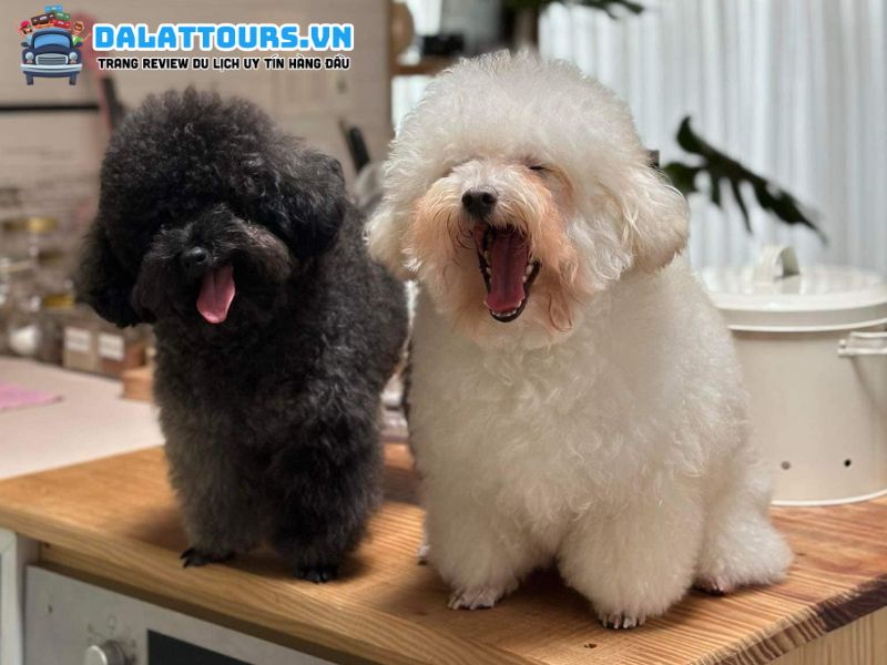 Inu Pets Spa thú cưng Đà Lạt