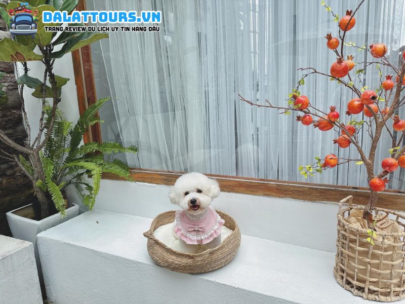 Địa chỉ Mimi Pet Spa Đà Lạt 