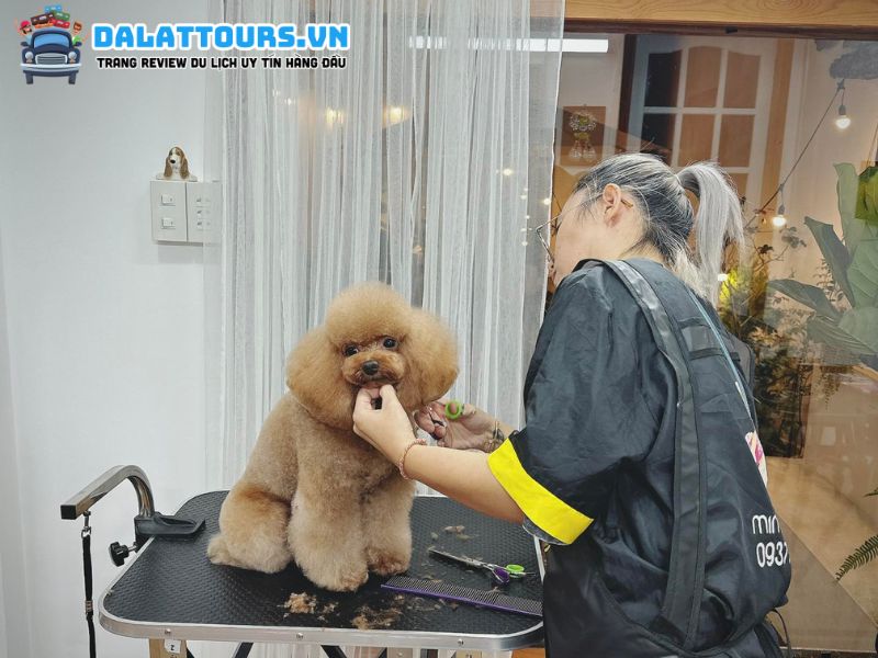 Mimi Pet Spa Đà Lạt 