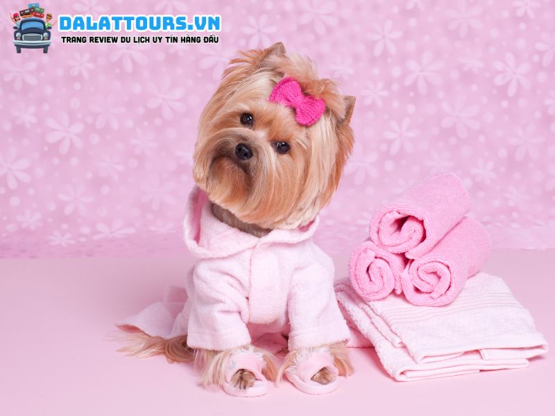 Dogily Petshop Đà Lạt