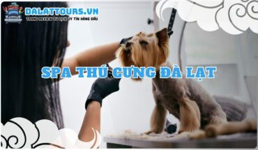 Spa Thú Cưng Đà Lạt