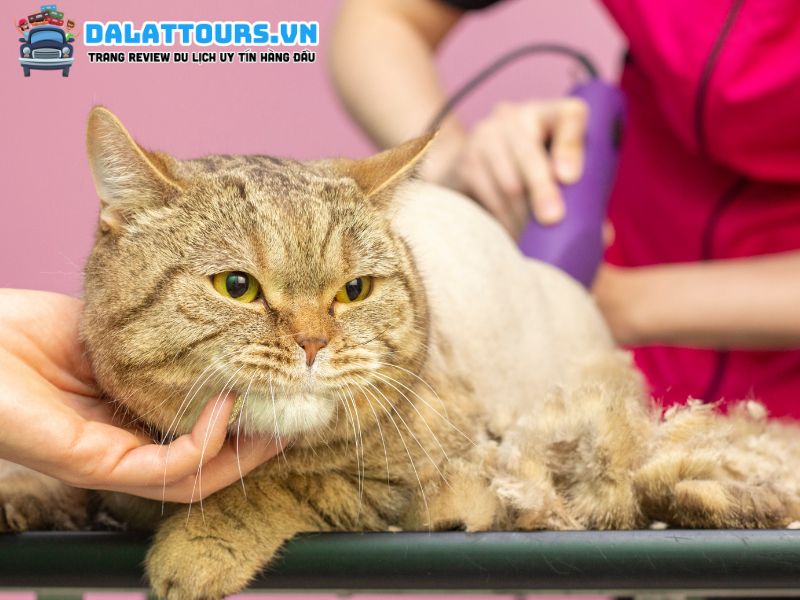 Spa thú cưng Omo Pets Đà Lạt