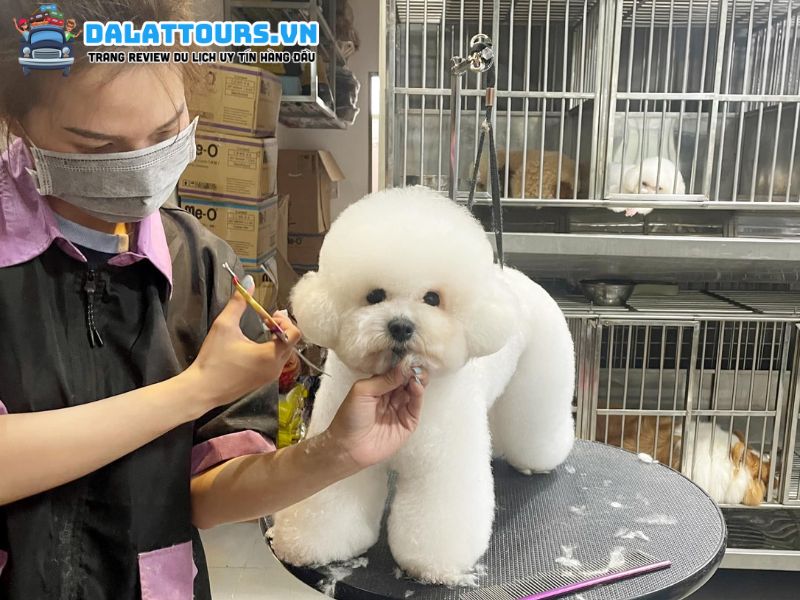 Spa thú cưng Pets Kingdom Đà Lạt