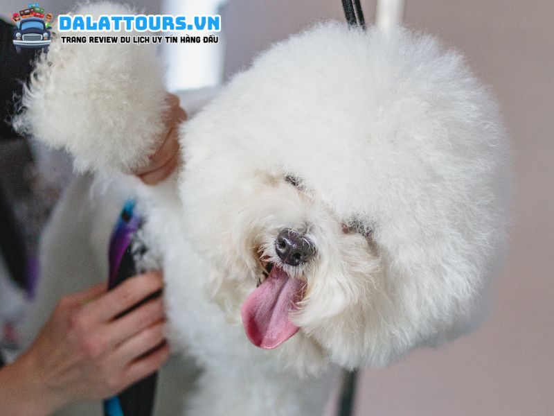 Spa thú cưng Dogily Petshop Đà Lạt