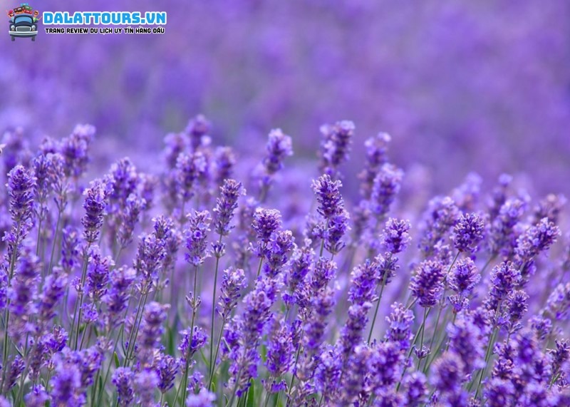 Lavender loài hoa của tình yêu đôi lứa