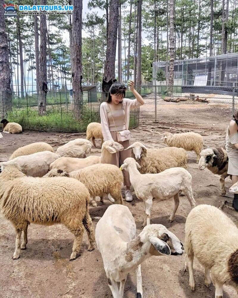 Bầy cừu tại vườn thú ZooDoo