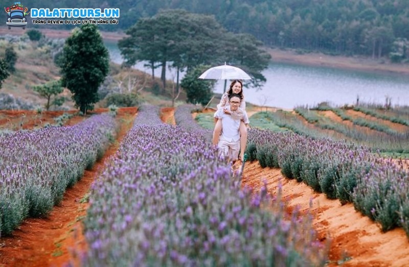 Check-in tại vườn hoa Lavender ở Hồ Tuyền Lâm