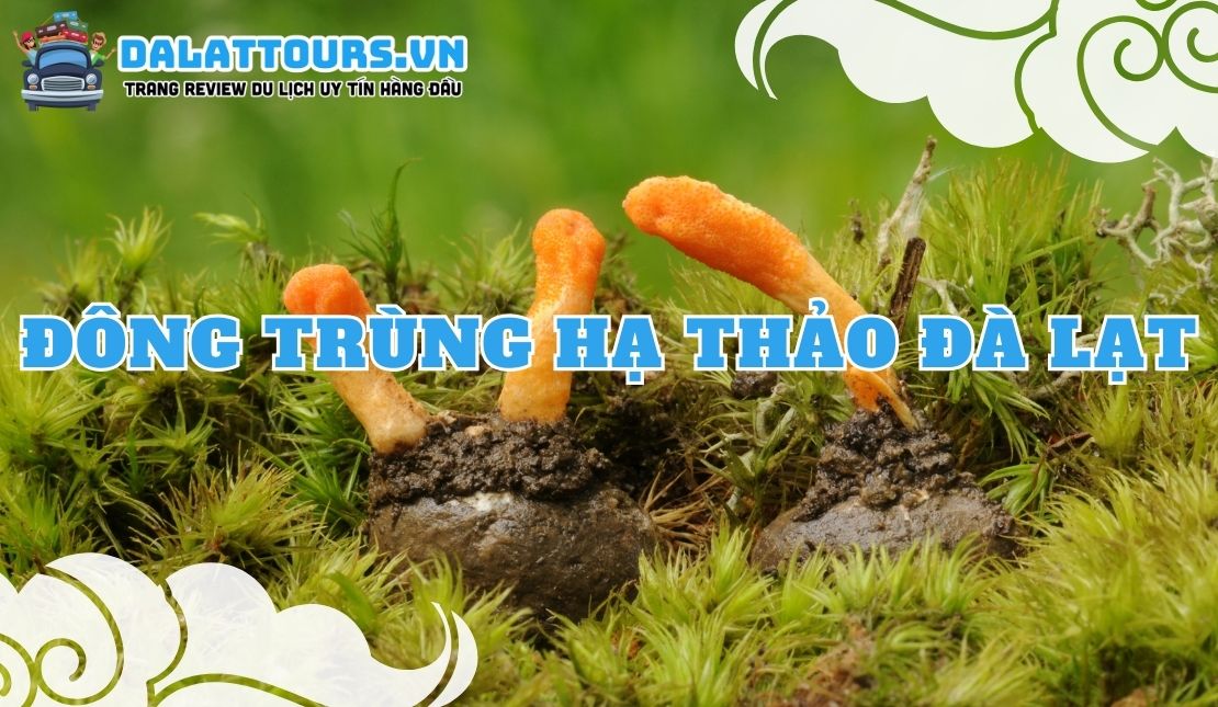 Đông trùng hạ thảo Đà Lạt