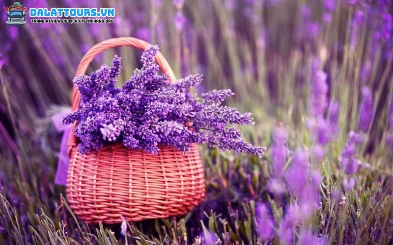 Hoa Lavender tượng trưng cho sự chung thủy
