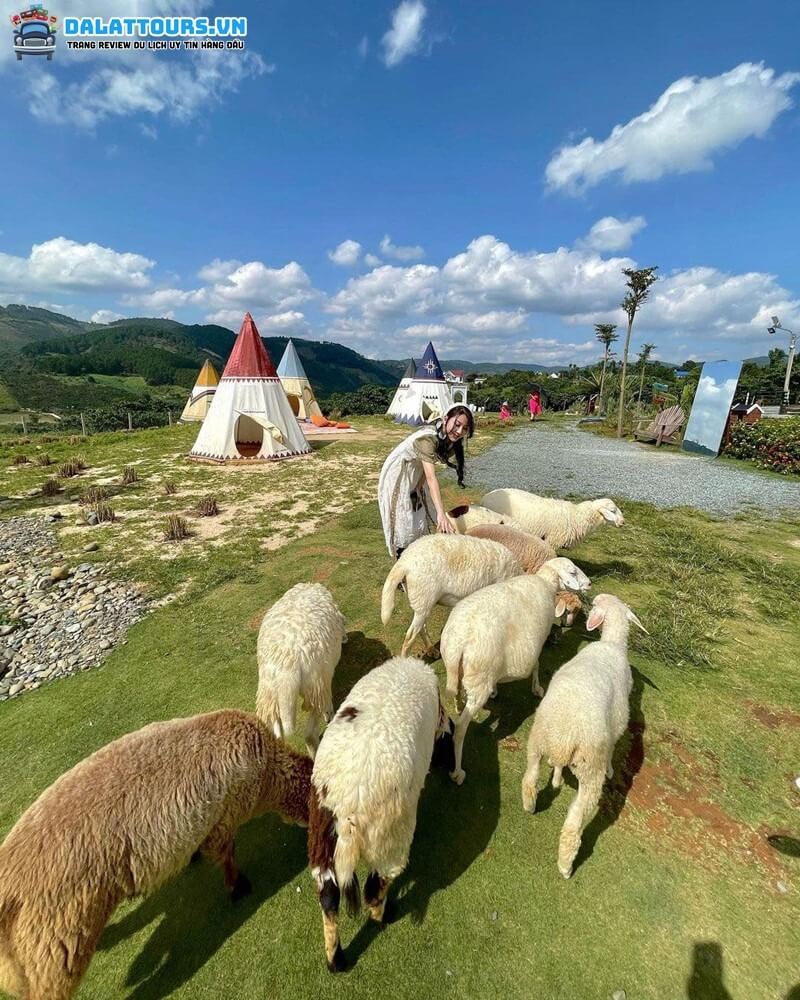 Trải nghiệm chăn cừu tại Mongo land Đà Lạt 