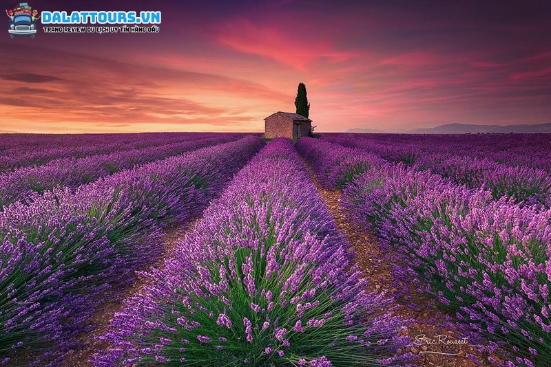 Vườn hoa Lavender lãng mạn