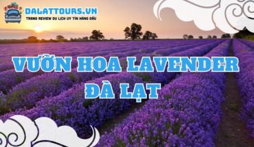 Vườn hoa Lavender Đà Lạt