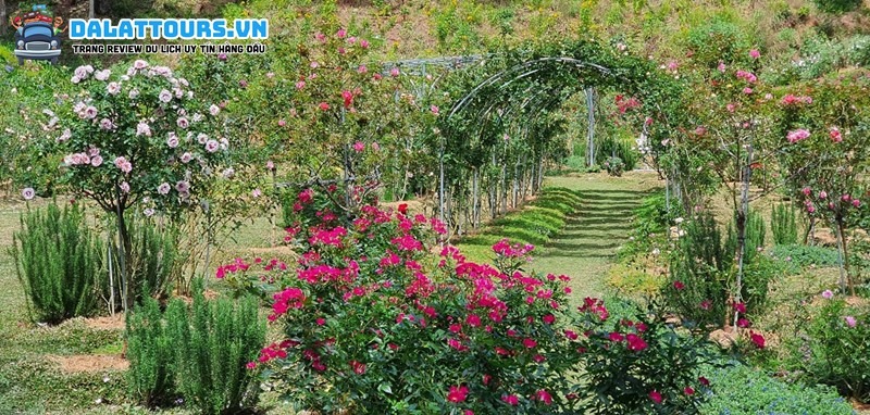 Vườn hoa hồng tại cao nguyên Đà Lạt